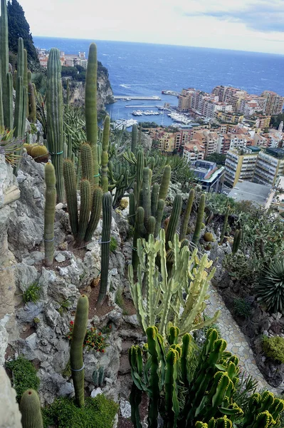 Visita Exótico Jardín Mónaco Donde Hay Enormes Colecciones Cactus Suculentas — Foto de Stock
