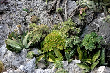 Monako 'nun egzotik bahçesini ziyaret edin. Orada büyük kaktüsler ve sulu bitkiler var.