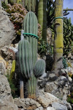 Monako 'nun egzotik bahçesini ziyaret edin. Orada büyük kaktüsler ve sulu bitkiler var.