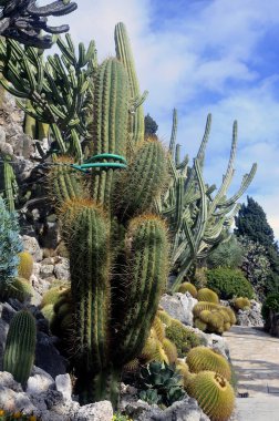 Monako 'nun egzotik bahçesini ziyaret edin. Orada büyük kaktüsler ve sulu bitkiler var.