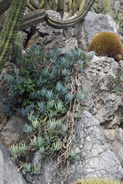 Monako 'nun egzotik bahçesini ziyaret edin. Orada büyük kaktüsler ve sulu bitkiler var.