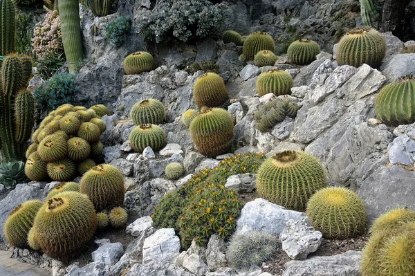 サボテンや多肉植物の膨大なコレクションがあるモナコのエキゾチックな庭園をご覧ください — ストック写真