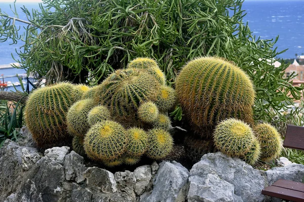 Visitez Jardin Exotique Monaco Énormes Collections Cactus Plantes Succulentes — Photo