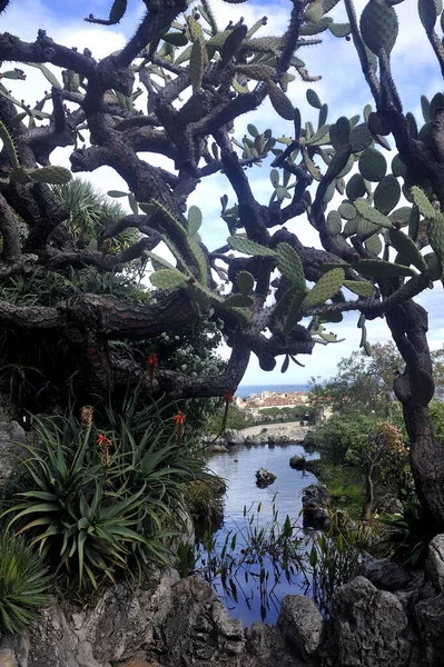 Besök Den Exotiska Trädgården Monaco Där Det Finns Enorma Samlingar — Stockfoto
