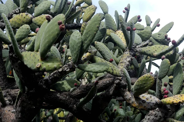 Visita Esotico Giardino Monaco Dove Trovano Enormi Collezioni Cactus Piante — Foto Stock