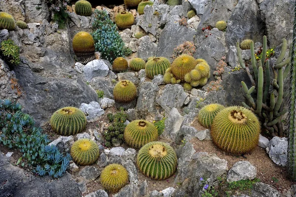 Visite Exótico Jardim Mônaco Onde Existem Enormes Coleções Cactos Suculentas — Fotografia de Stock