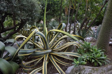 Monako 'nun egzotik bahçesini ziyaret edin. Orada büyük kaktüsler ve sulu bitkiler var.