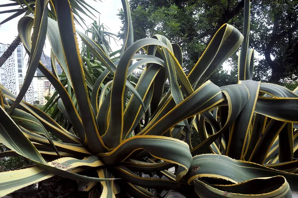 Visit Exotic Garden Monaco Huge Collections Cacti Succulents — Stock Photo, Image