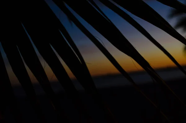 Nachts Silhouette Von Palmen Bei Sonnenuntergang Natürlichen Hintergrund Freien — Stockfoto