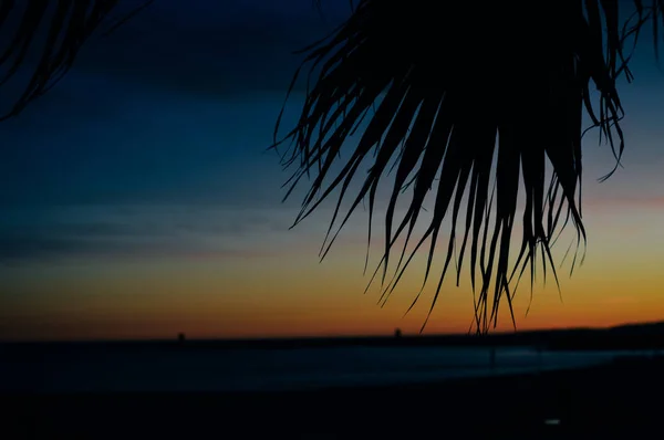 Nachts Silhouette Von Palmen Bei Sonnenuntergang Natürlichen Hintergrund Freien — Stockfoto