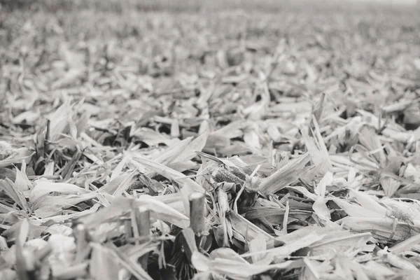 Maisfeld Mit Pflanzenresten Bewirtschaften Natürlicher Herbstwinter Freien Hintergrund — Stockfoto