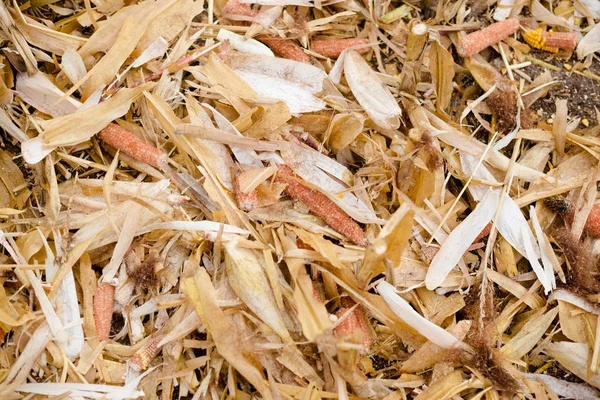 Zemědělství Sklizeň Kukuřice Pole Ostatky Rostlin Přirozený Podzim Zimní Den — Stock fotografie