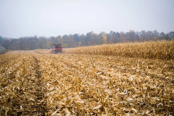 秋の自然の風景の中でトウモロコシの作物畑の収穫 田園風景の背景 — ストック写真