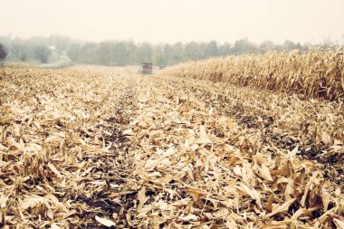 Bitkilerden arta kalan mısır tarlalarını hasat ediyoruz. Doğal sonbahar kış günü dışarıda.