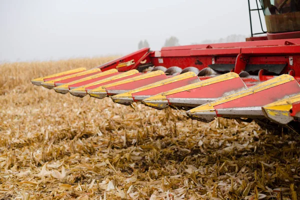 Agricoltura Raccolta Campo Mais Con Resti Delle Piante Naturale Autunno — Foto Stock