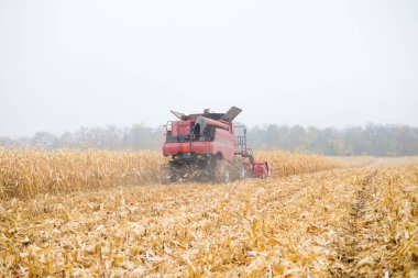 Mısır tarlası hasadı sonbahar doğal sahnesinde. Kırsal alan manzaralı arka plan