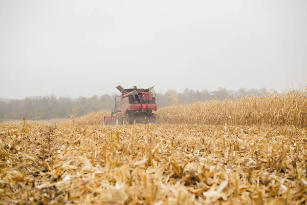 Corn Crops Field Harvest Autumn Natural Scene Rural Outdoors Landscaped — Stock Photo, Image