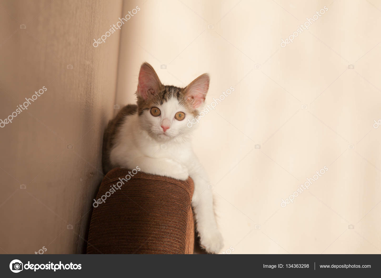 Le Chaton Petit Image Libre De Droit Par Danjaivanov6 C