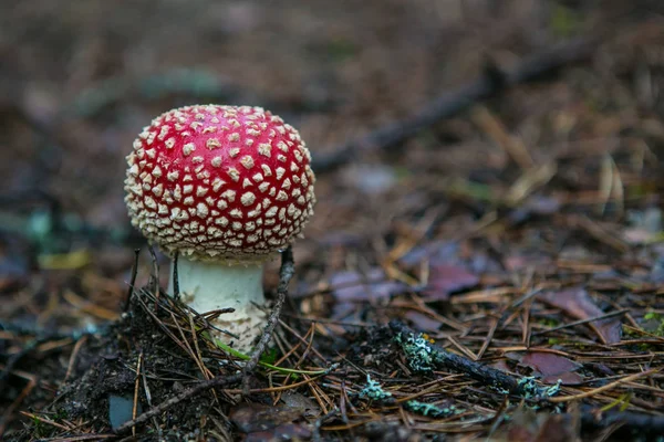 Lonely fly agaric in the dark — Stock Photo, Image