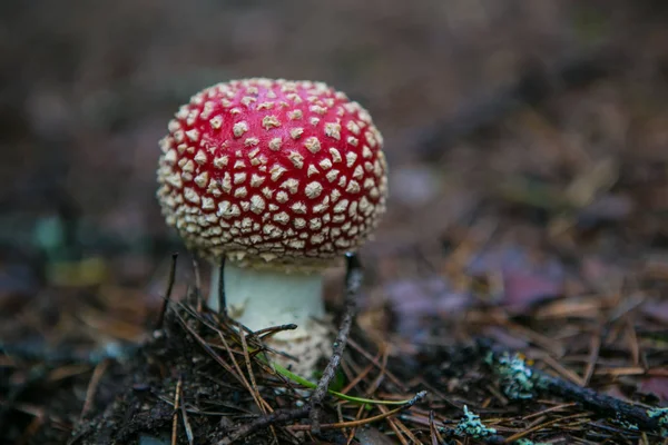 Solitário voar agárico no escuro — Fotografia de Stock