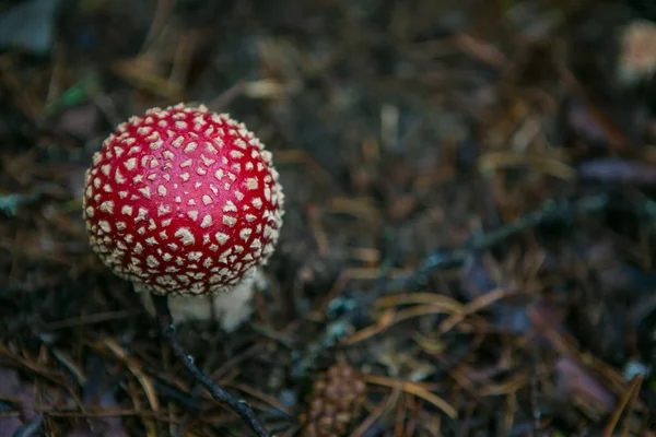  karanlıkta yalnız sinek agaric