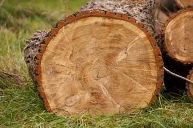 yerde yatan ağaç gövdeleri kesilmiş