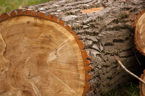 Cut tree trunks lying on ground