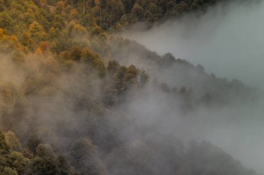 Sisli kış manzara Panoraması