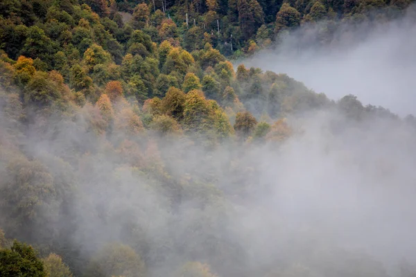 Sisli kış manzara Panoraması