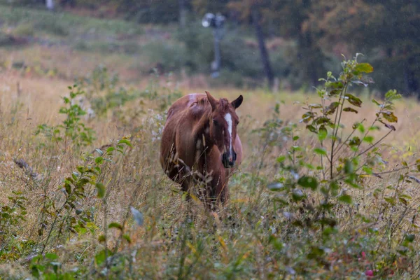 Cavalli selvatici su un prato in montagne — Foto Stock