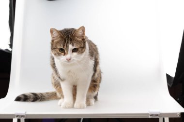 kedi beyaz arkaplanda izole edildi