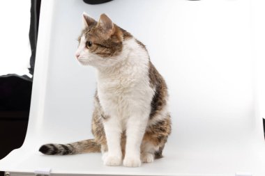 kedi beyaz arkaplanda izole edildi