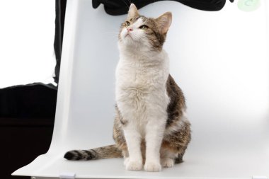 kedi beyaz arkaplanda izole edildi