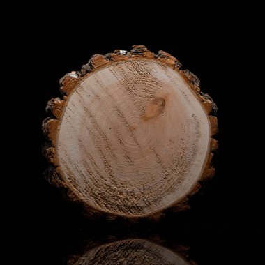 Siyah arkaplanda ağacın kesiti 