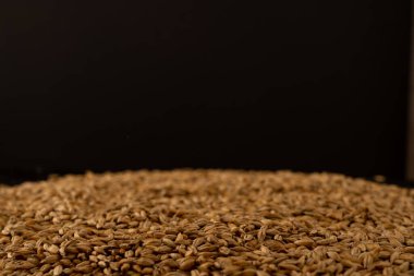 Arpa fasulyesi. Yakın plan malt tozu. Arka planda arpa var. Gıda ve tarım kavramı.