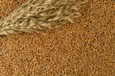 Arpa fasulyesi. Yakın plan malt tozu. Arka planda arpa var. Gıda ve tarım kavramı.