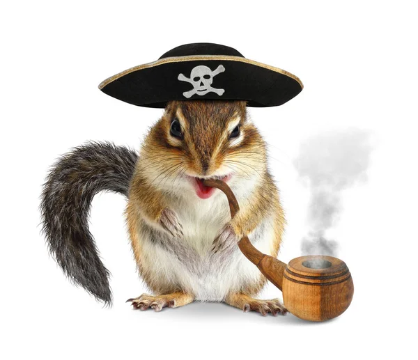 Drôle de pirate animal, tamias avec tuyau et chapeau filibuster isola — Photo