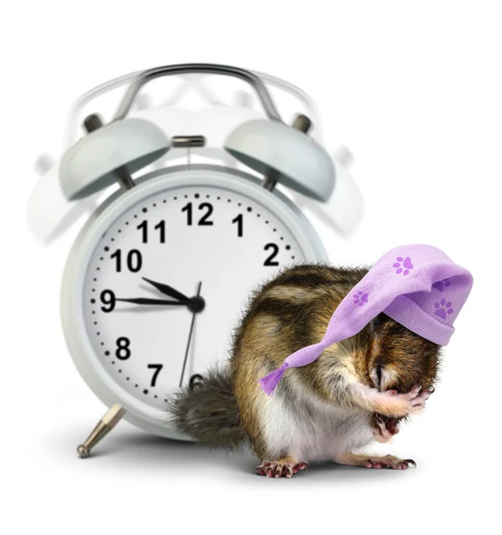 Jó reggelt koncepció, vicces állat mókus a cseng óra egy — Stock Fotó