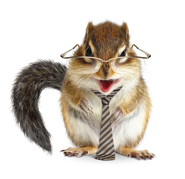 Funny animal businessman, chipmunk with tie and glasses — Stock Photo, Image