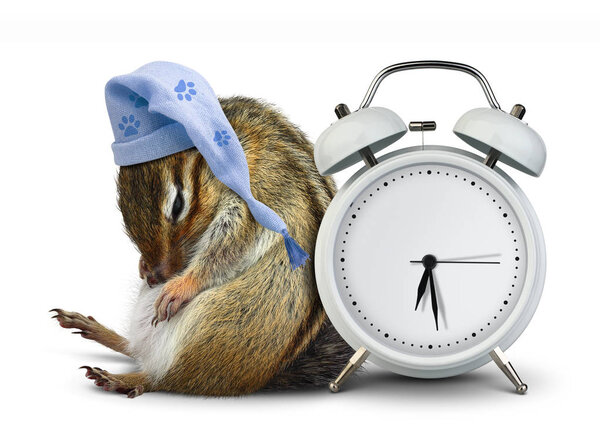 Смешные бурундуки спят с пустыми часами и в сонной шляпе.
