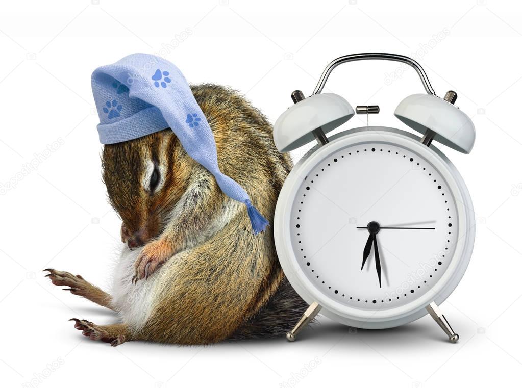 Funny animal chipmunk sleep with clock blank and sleeping hat