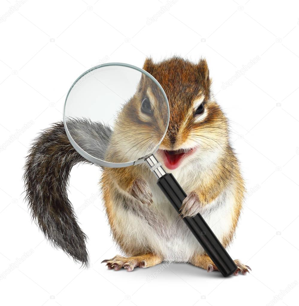 Funny animal chipmunk searching with magnifying glass, on white