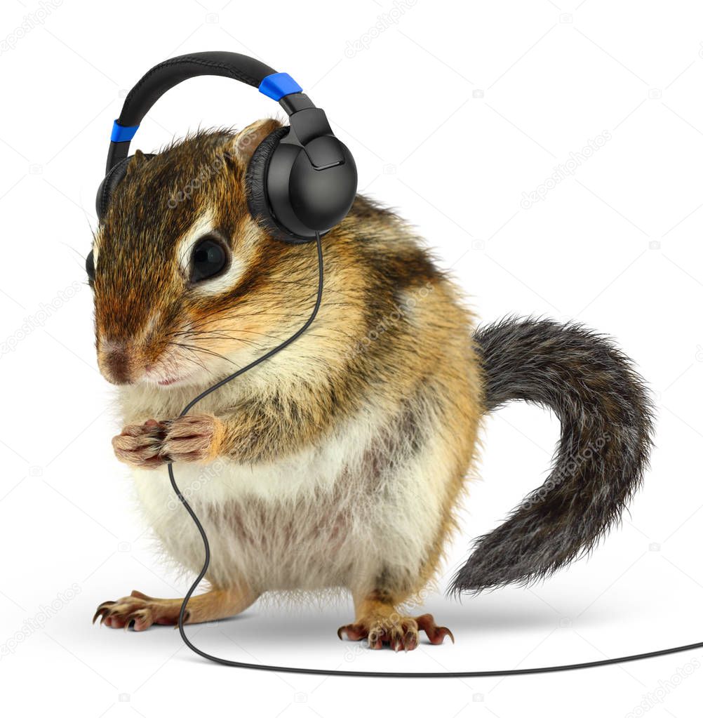 Funny animal chipmunk listening music on earphones, on white