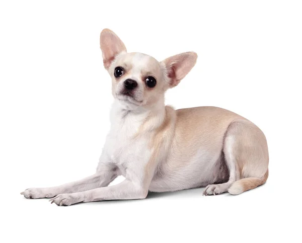 Chihuahua dog isolated on white background — Stock Photo, Image