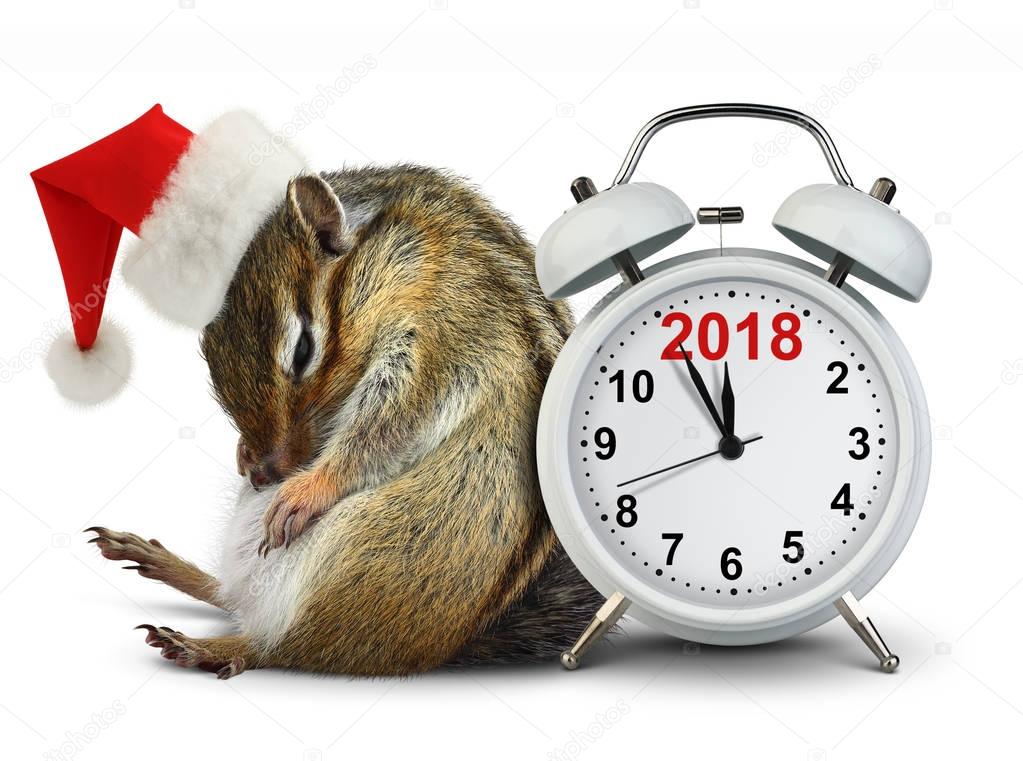 2018 New year concept, funny Chipmunk in red Santa hat with clock