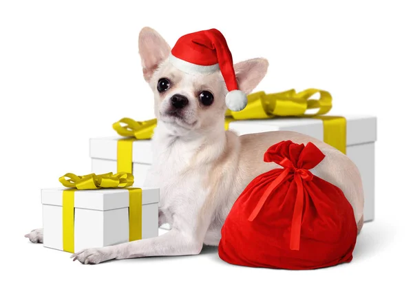 圣诞老人的帽子和黄色礼品盒，圣诞节概念的狗 — 图库照片