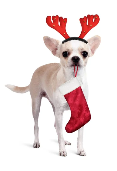 Chihuahua-Hund mit Weihnachtsgeschenk Socke und Hirschhörnern auf weiß — Stockfoto