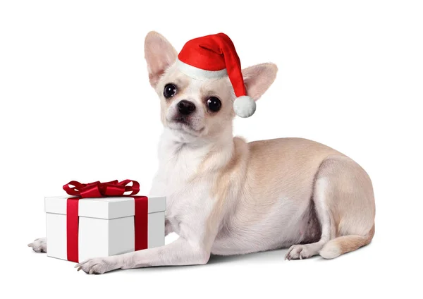 Cane vestito cappello di Babbo Natale con confezione regalo, concetto di Natale — Foto Stock