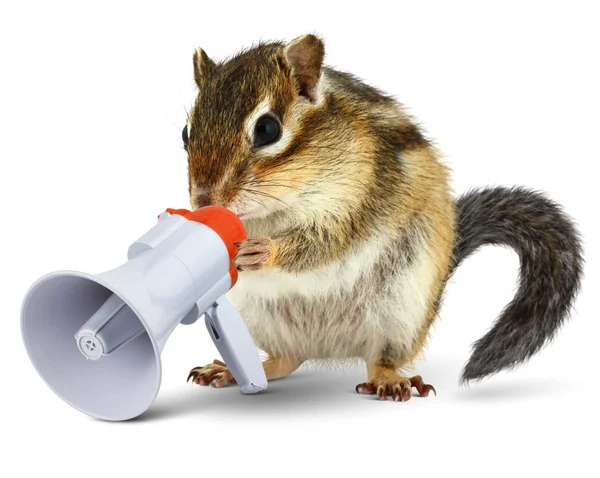 Funny animal chipmunk talking into megaphone — Stock Photo, Image