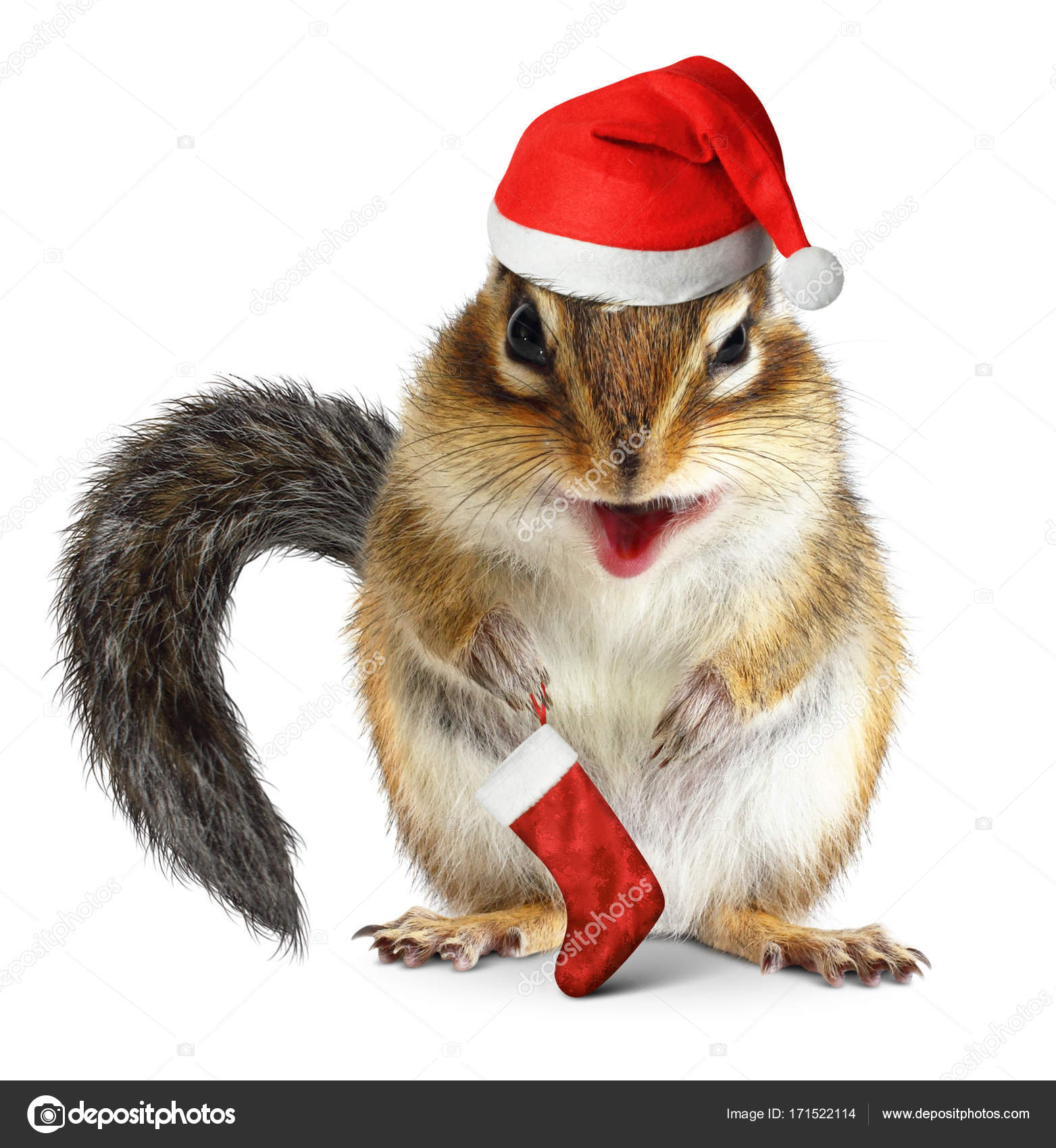 Scoiattolo con cappello di Babbo Natale e calzino regalo su sfondo